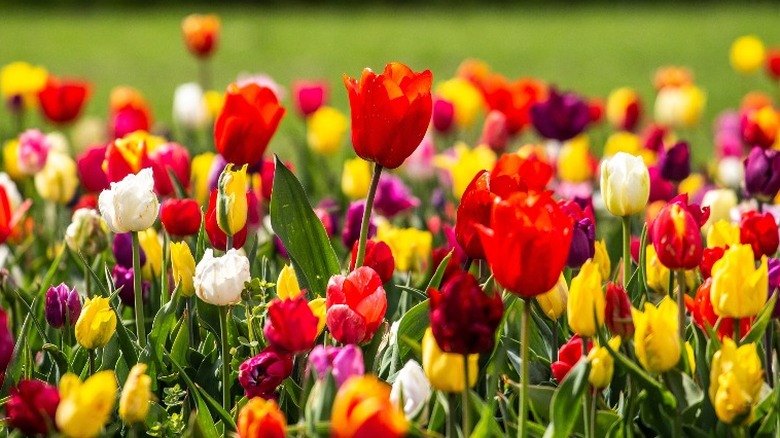 colorful tulips growing in a field