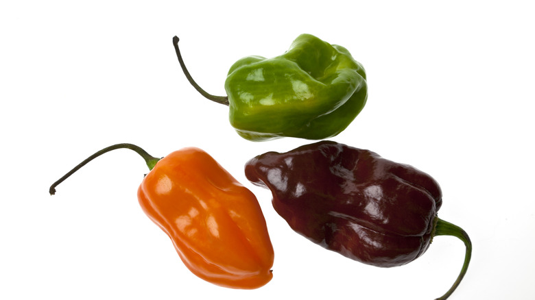 Different habanero peppers varieties