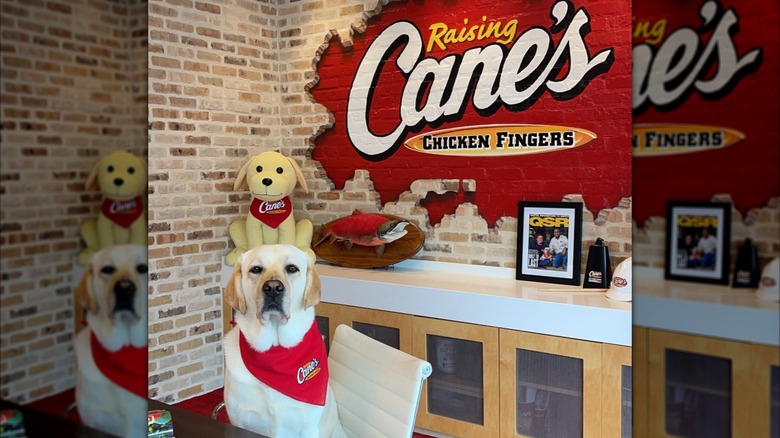 Labrador sits in front of a Raising Cane's sign.