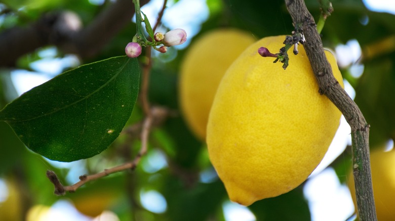 Lemons on a tree