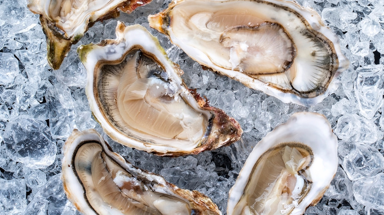 overhead view of rock oysters