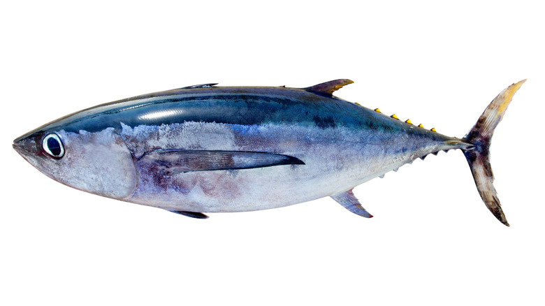 Whole albacore tuna fish 