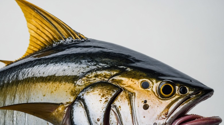 Closeup of yellowfin tuna 