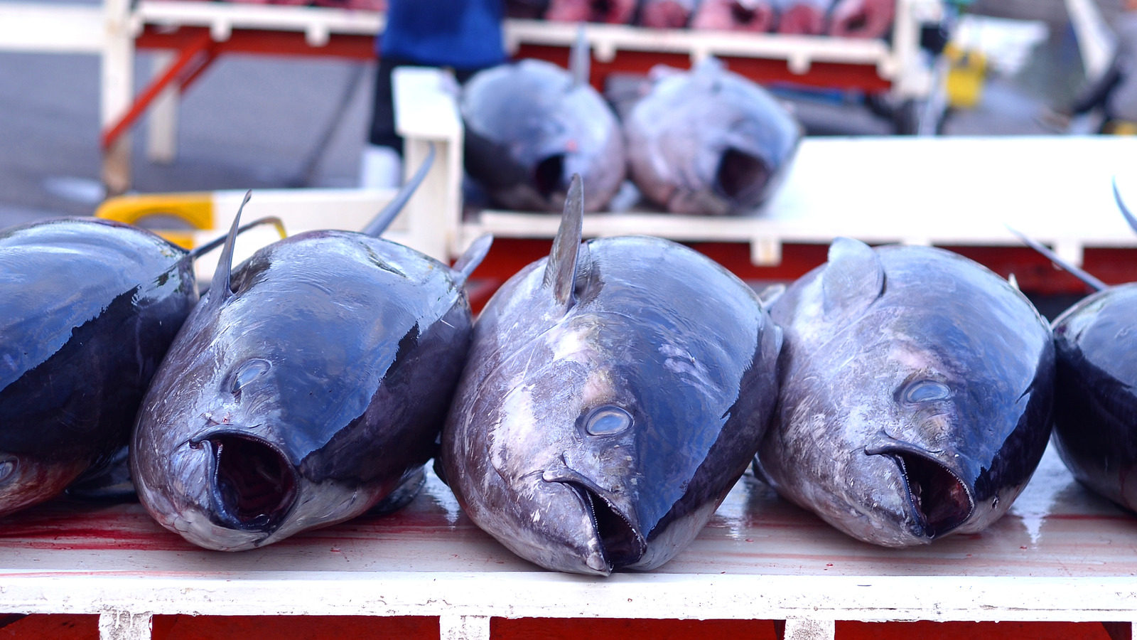 Yellowfin Vs Bigeye Ahi Tuna: What #39 s The Difference?