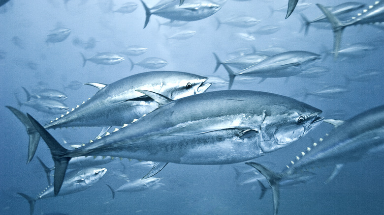 school of yellowfin tuna