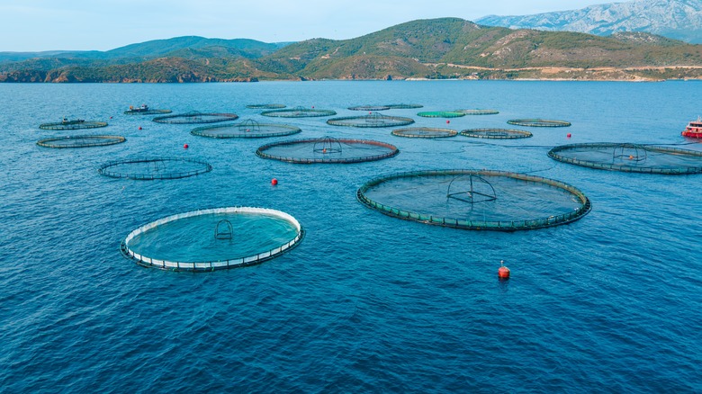 fish farm