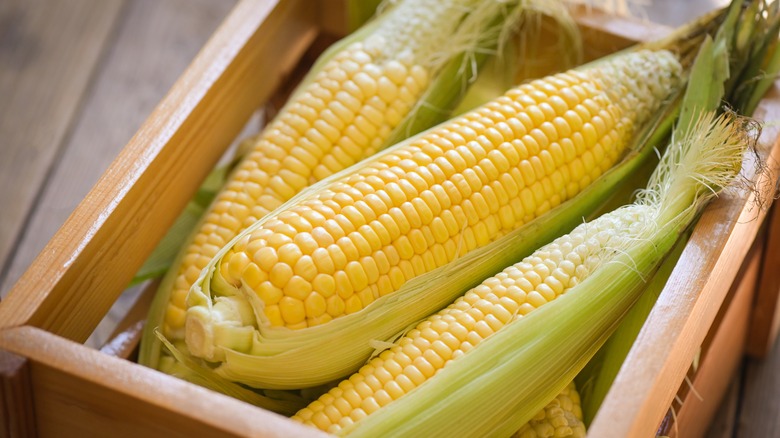 Boiled corn on table