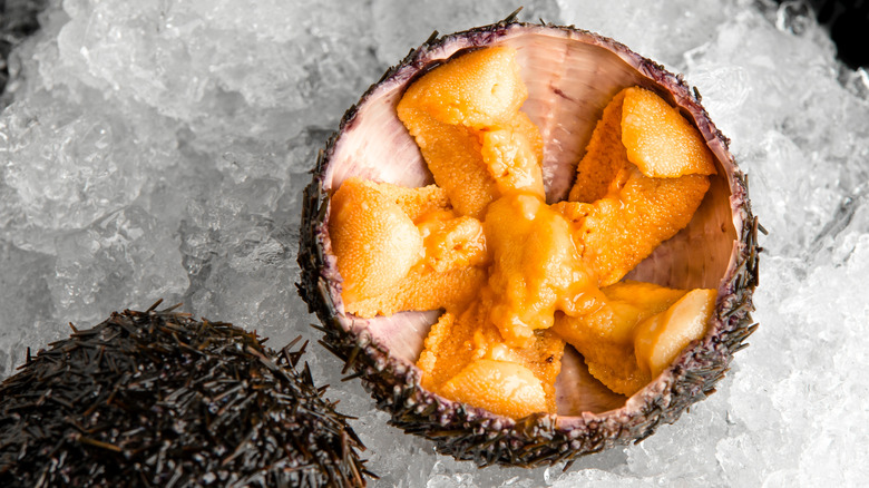 Sea urchin uni