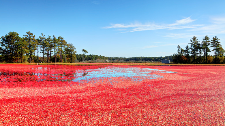 cranberry bog landscape with trees