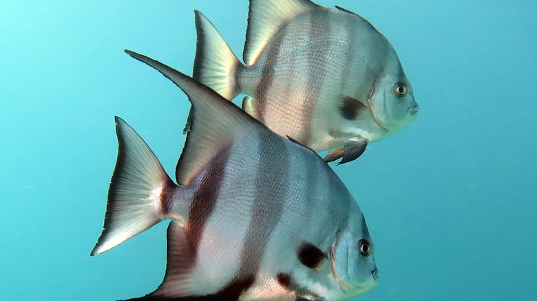 Two Atlantic Spadefish in the ocean