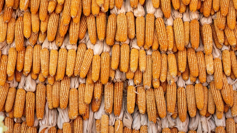 dry corn cobs piled side by side