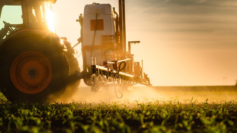 tractor watering field of corn