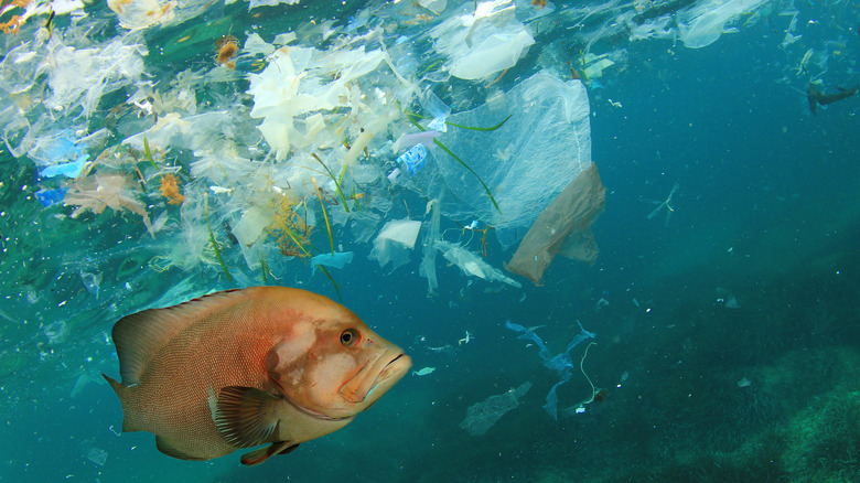 A fish swimming in a sea full of plastic