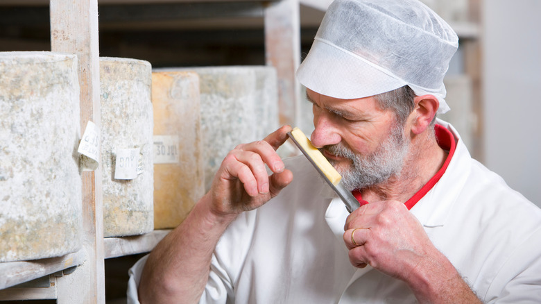 Cheesemaker smelling cheese