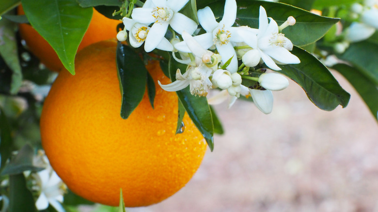 Valencia orange with blossoms