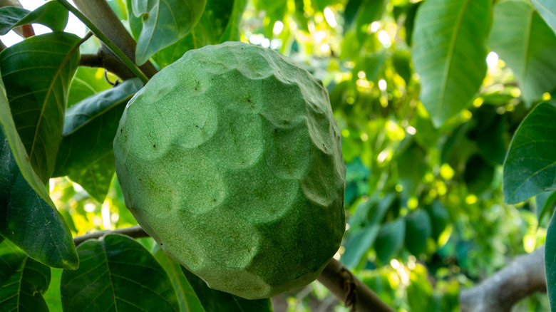 Cherimoya on tree