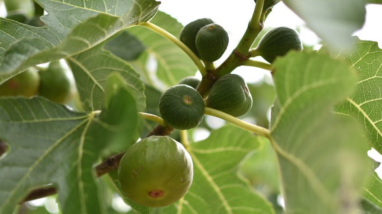 Figs growing on tree