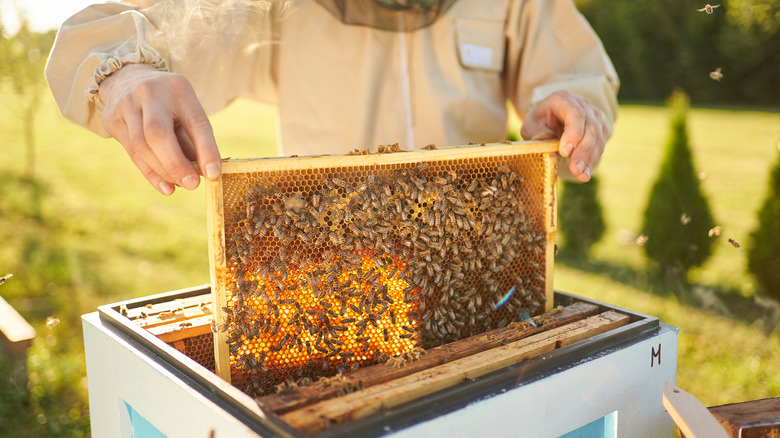 Beekeeper removing bees