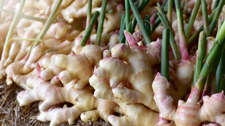 Freshly harvested young ginger