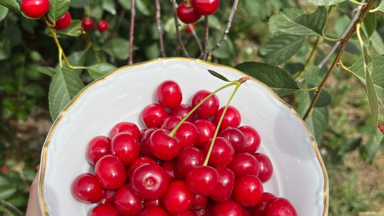 red cherries in a bowl