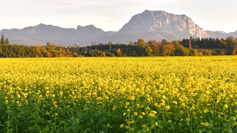 Field of mustard seed plants