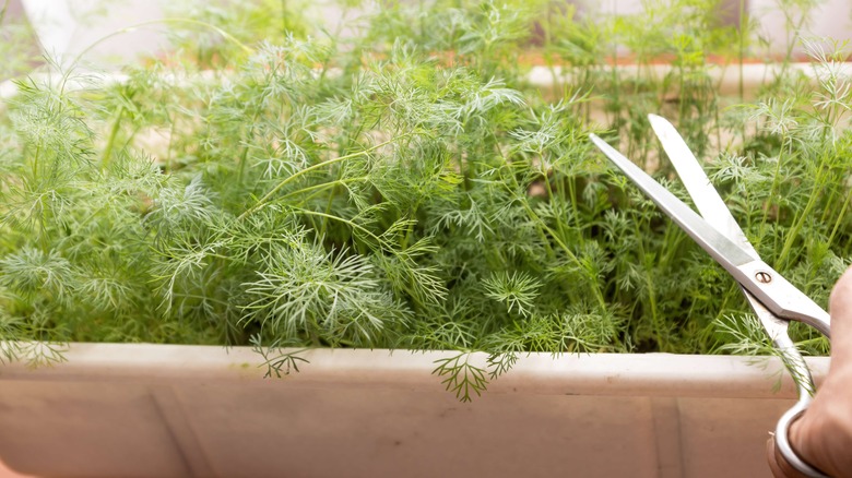 Dill being cut with scissors