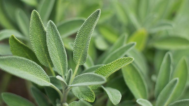 Sage leaves