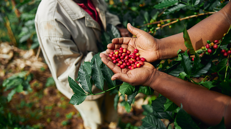 Hands holding harvested coffee