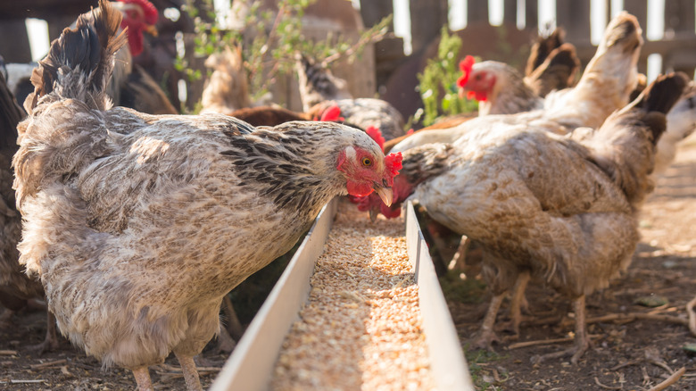 Chickens eating food crumbles