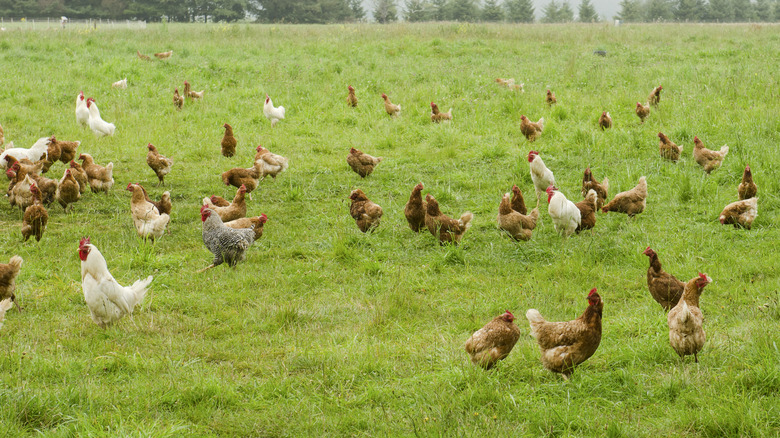 Free range chickens on field