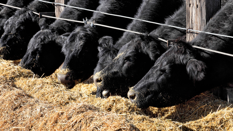 Beef cows eating silage