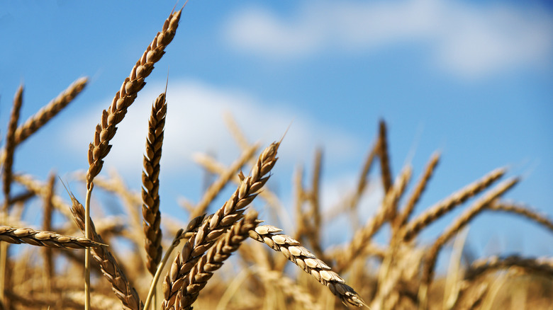 Field of farro crop 