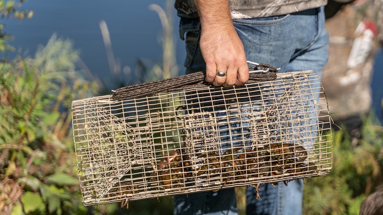 Live crawfish in a trap