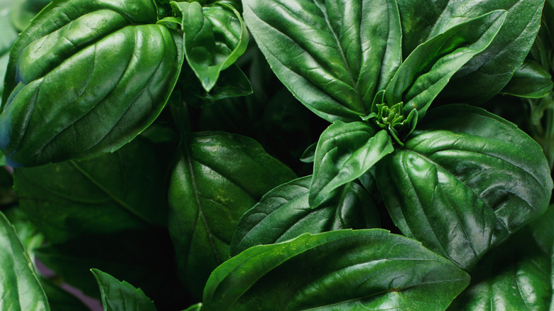 fresh basil leaves