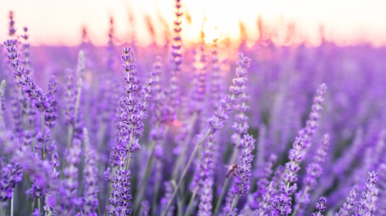 french lavender field