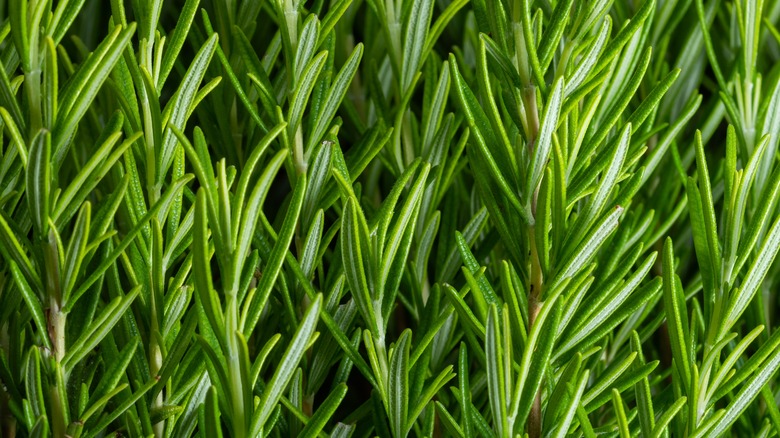 rosemary plant growing