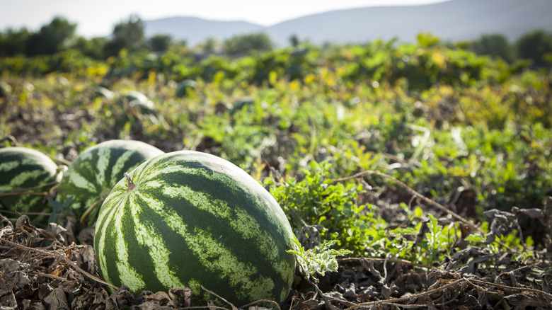 watermelons growing in field