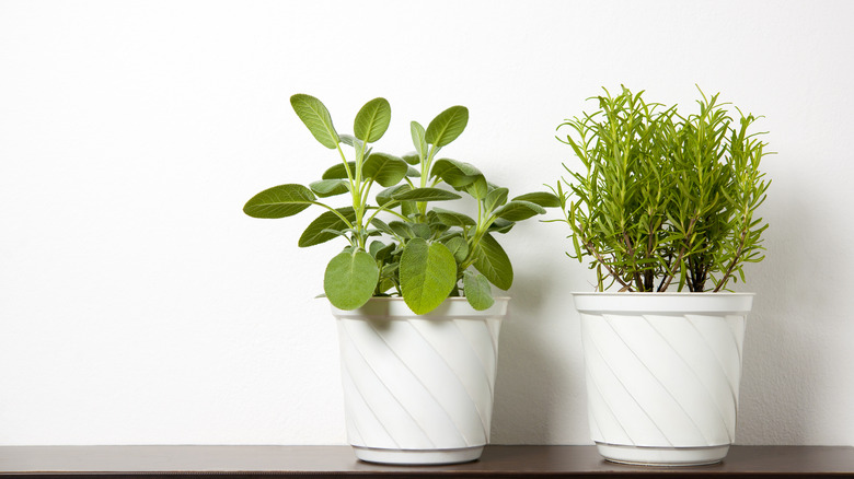 sage growing in pot