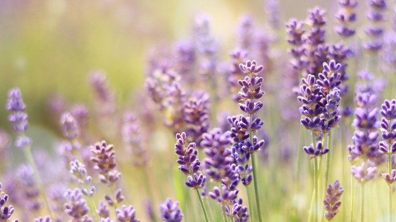 Lavender buds