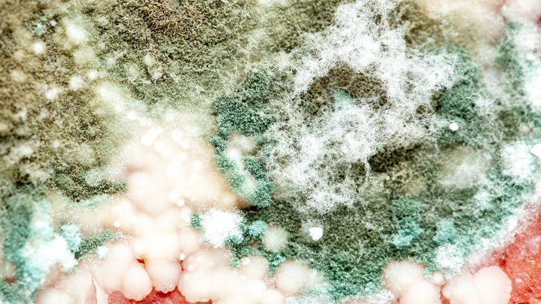 close up of mold