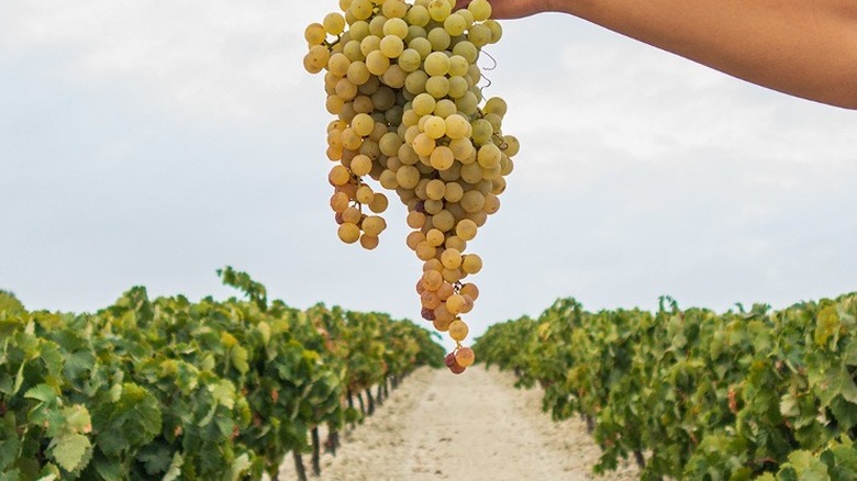 Bunch of palomino grapes