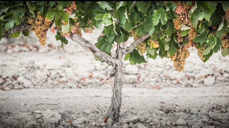 Albariza soils and palomino vine