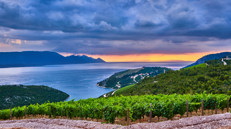 vineyards on Croatian coast