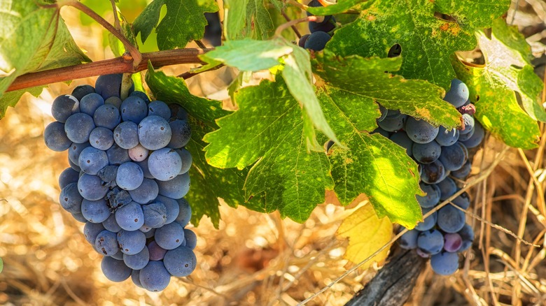 old vine Zinfandel in California