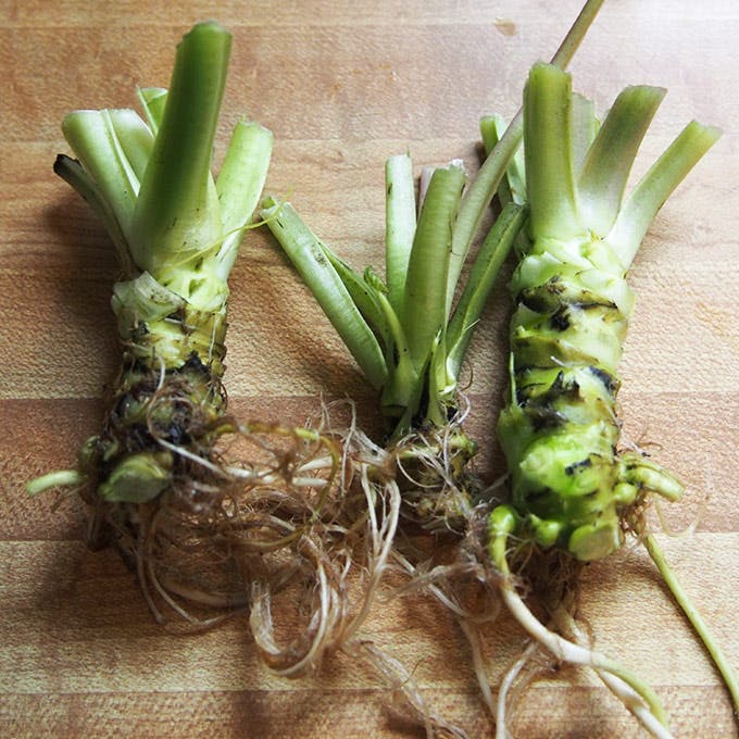 Frog Eyes Farm Grows Some Of America's Only Real Wasabi