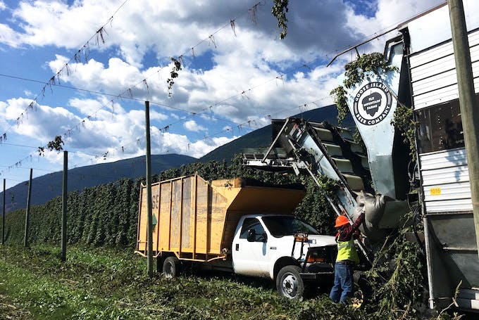 How Hops Are Harvested